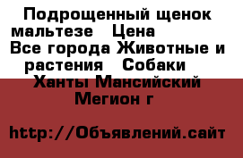 Подрощенный щенок мальтезе › Цена ­ 15 000 - Все города Животные и растения » Собаки   . Ханты-Мансийский,Мегион г.